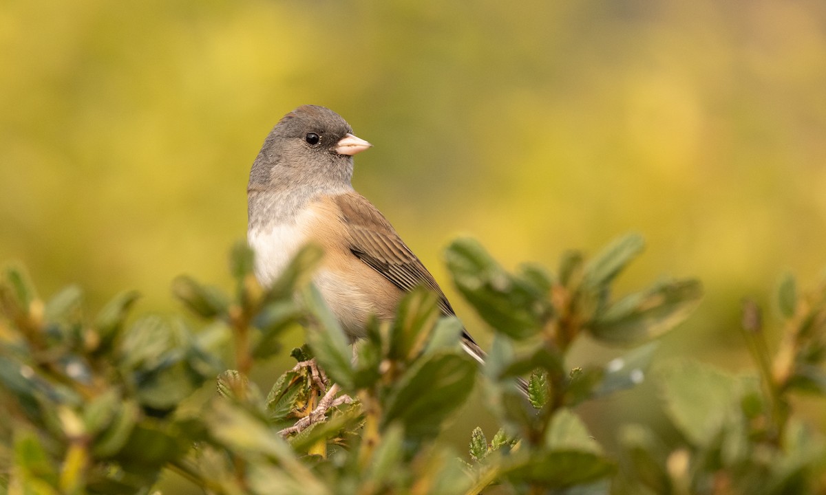 Junco ardoisé (groupe oreganus) - ML380259441