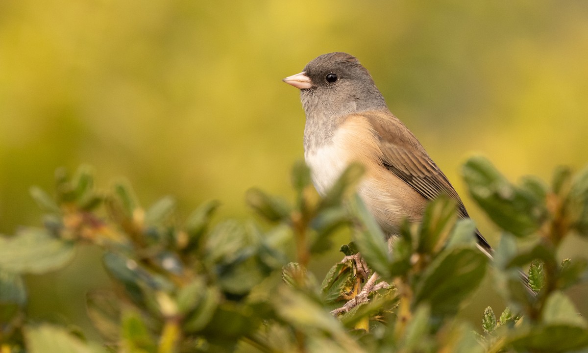 Junco ardoisé (groupe oreganus) - ML380259461