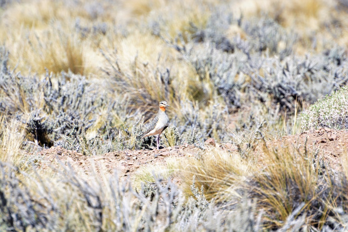 Tawny-throated Dotterel - ML380259951