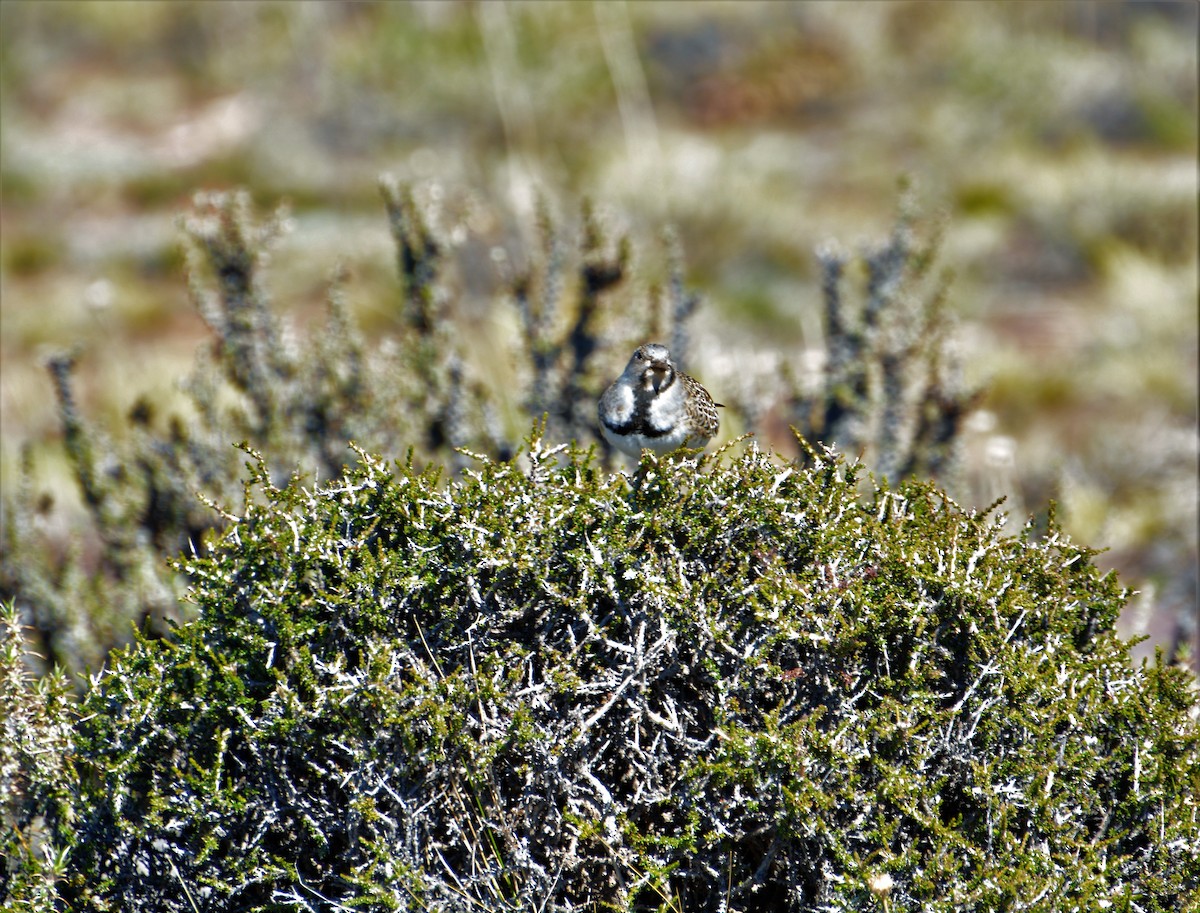 Least Seedsnipe - ML380260461