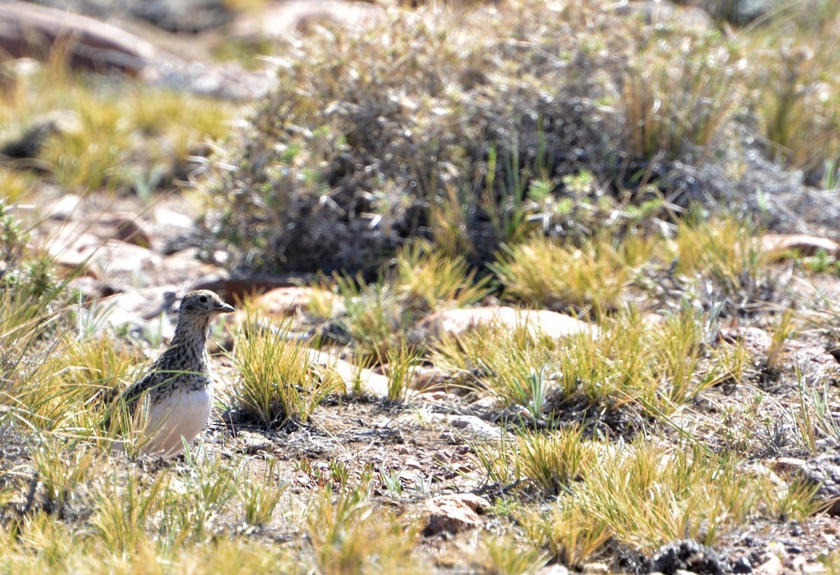 Least Seedsnipe - ML380260561