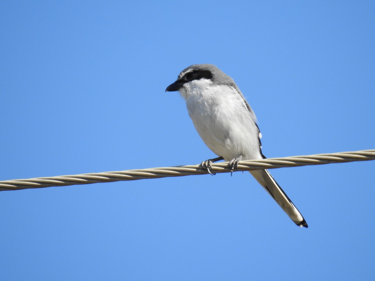 Loggerhead Shrike - ML38026061