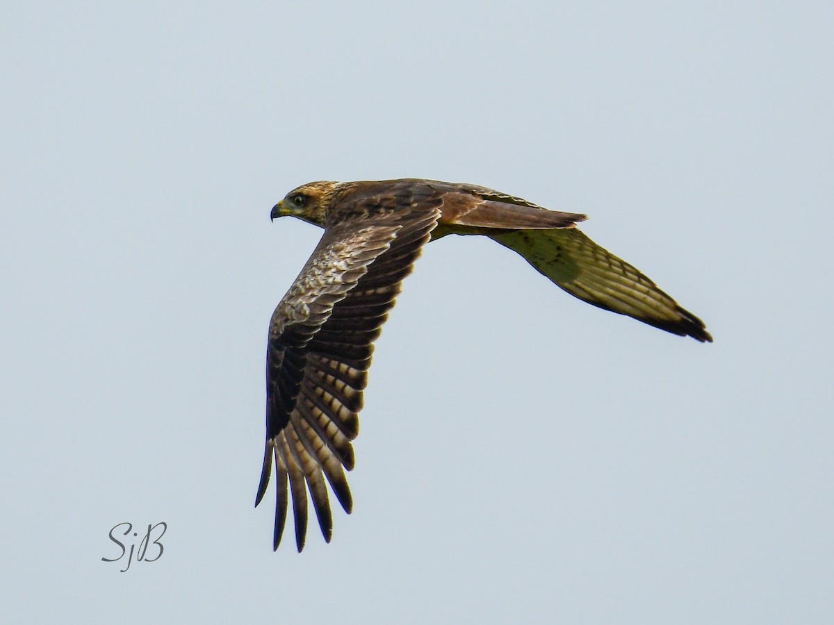 White-eyed Buzzard - ML380261081