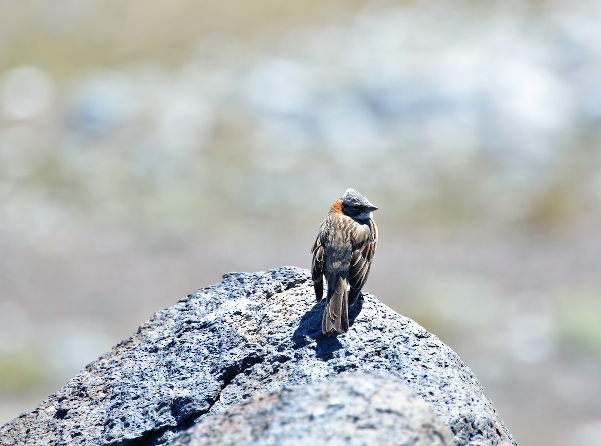 Rufous-collared Sparrow - ML380261521