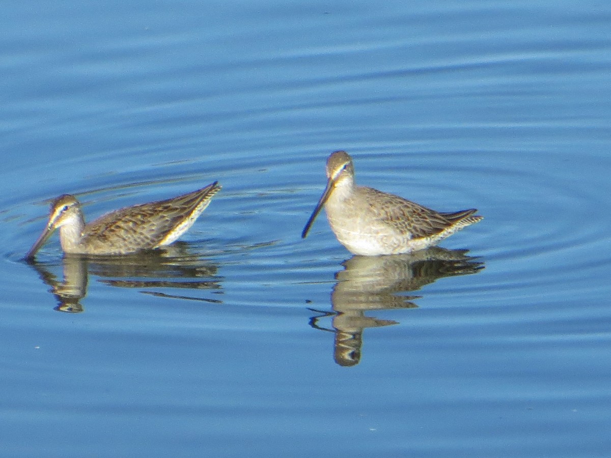 Long-billed Dowitcher - ML380261681