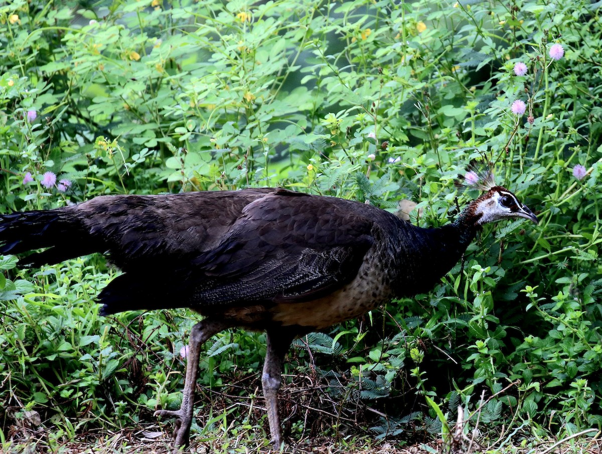 Indian Peafowl - ML380261721