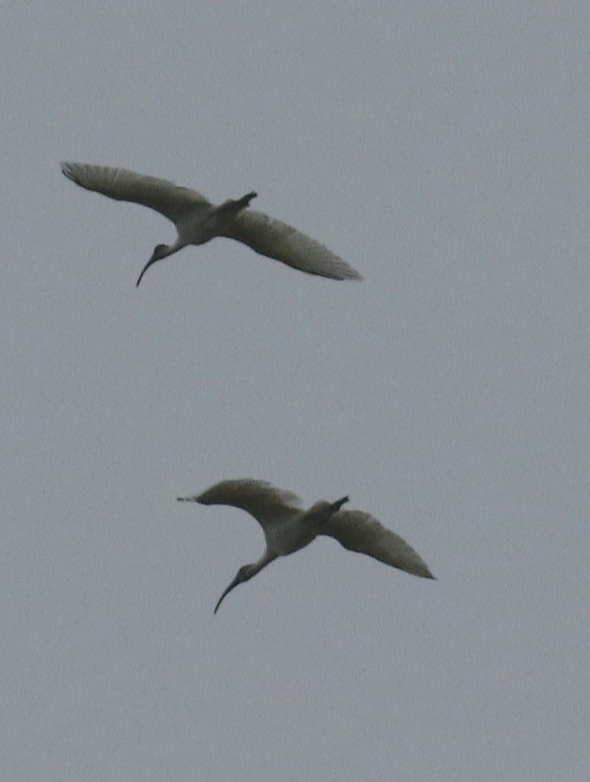 ibis černohlavý - ML380261851