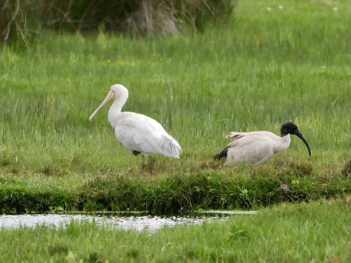 Yellow-billed Spoonbill - ML380262401