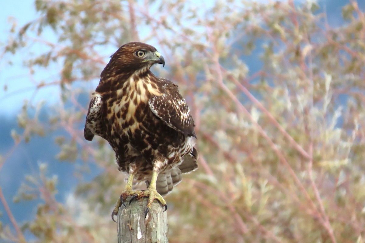 Red-tailed Hawk - ML380264101