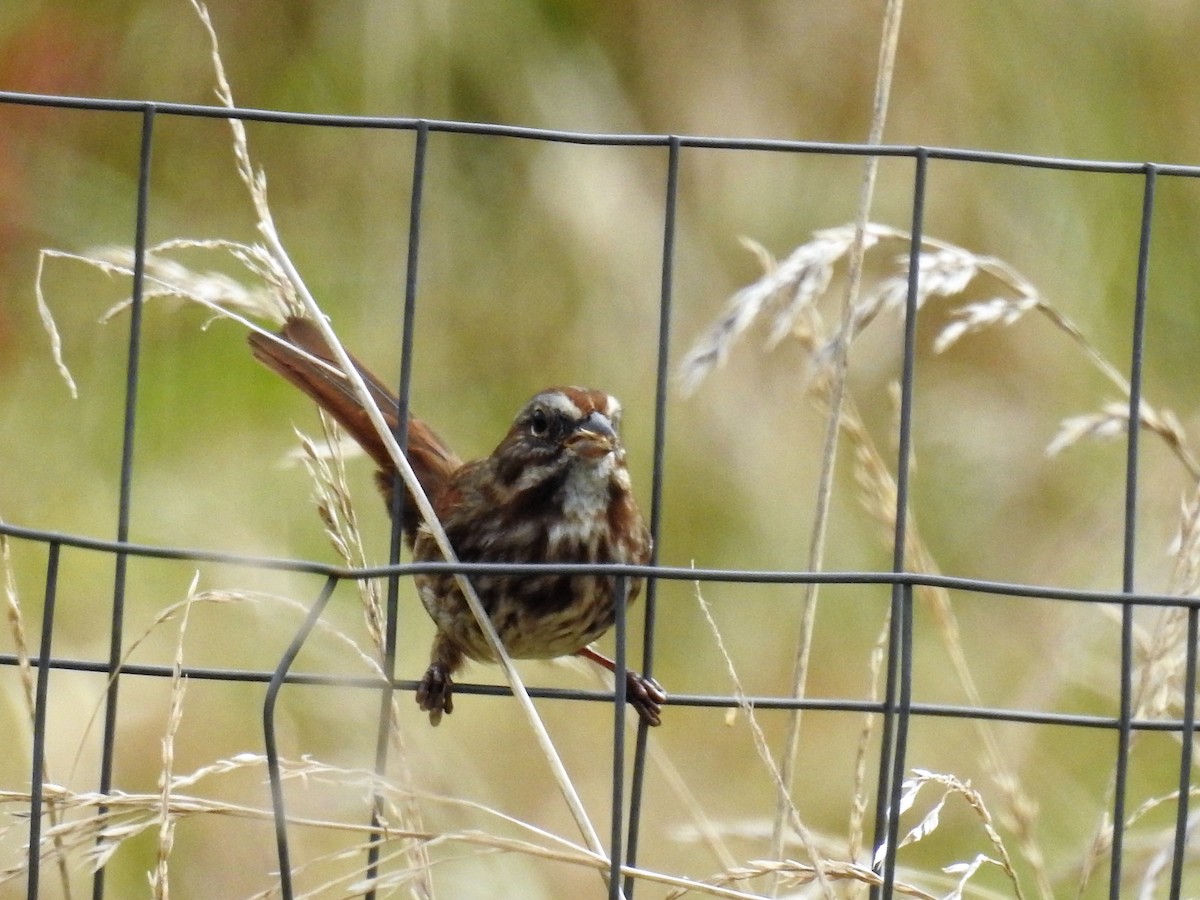 Song Sparrow - ML380264901