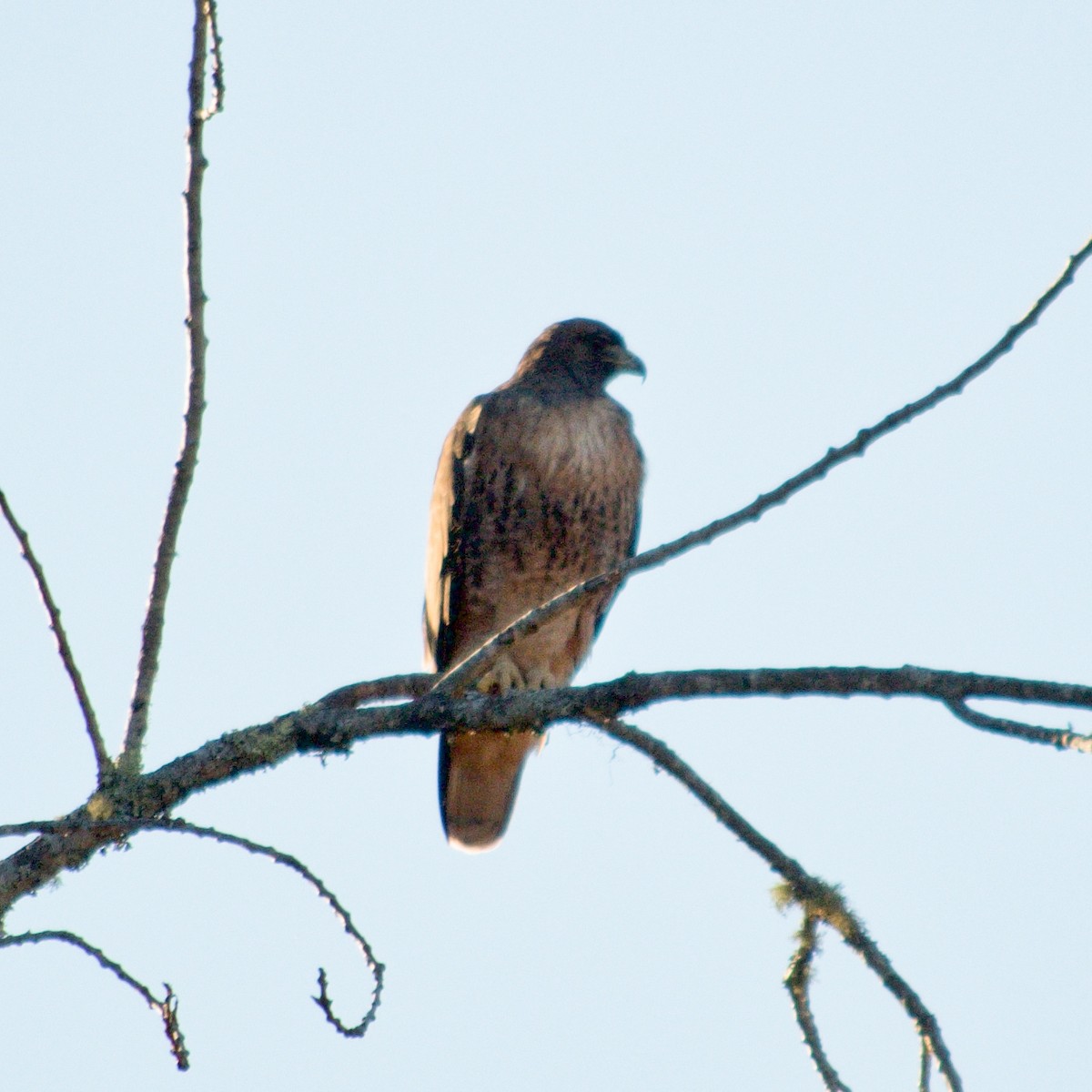 Red-tailed Hawk - ML380265291