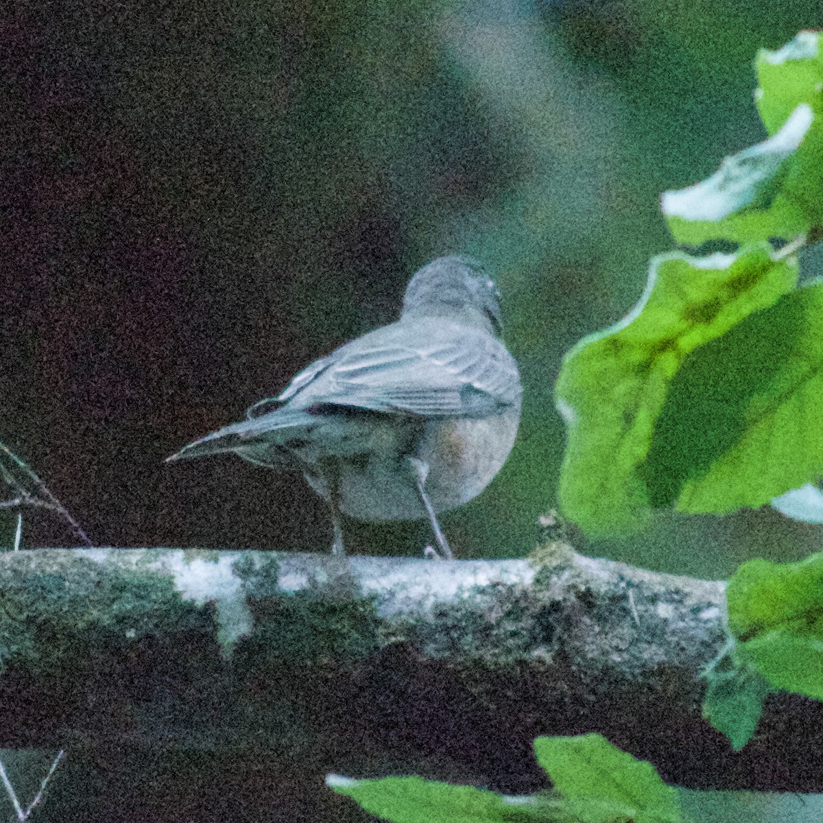 American Robin - ML380266211