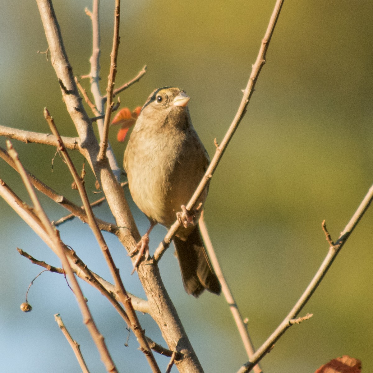 Golden-crowned Sparrow - ML380266271