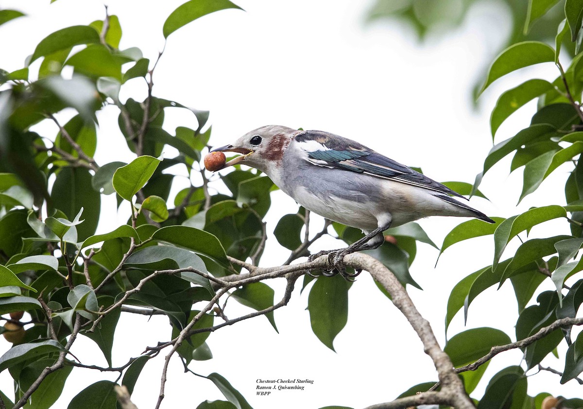 Chestnut-cheeked Starling - ML380266411