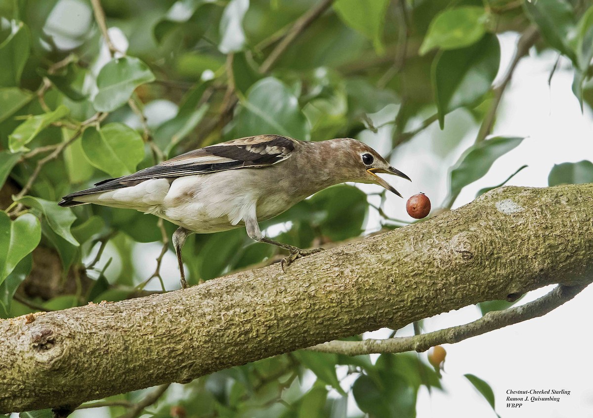 Chestnut-cheeked Starling - ML380266771