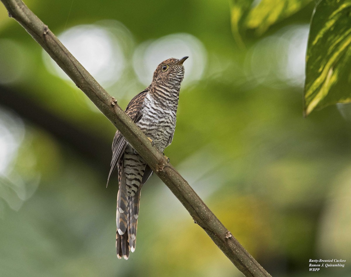 Brush Cuckoo - ML380266971