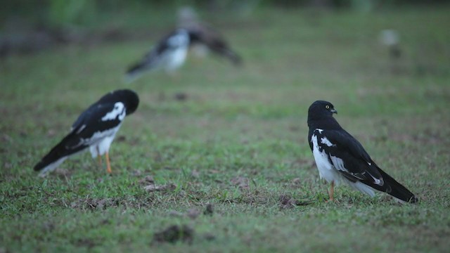 Pied Harrier - ML380267921