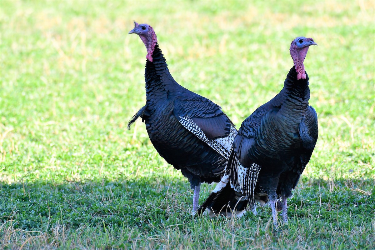 Wild Turkey - ML380270851