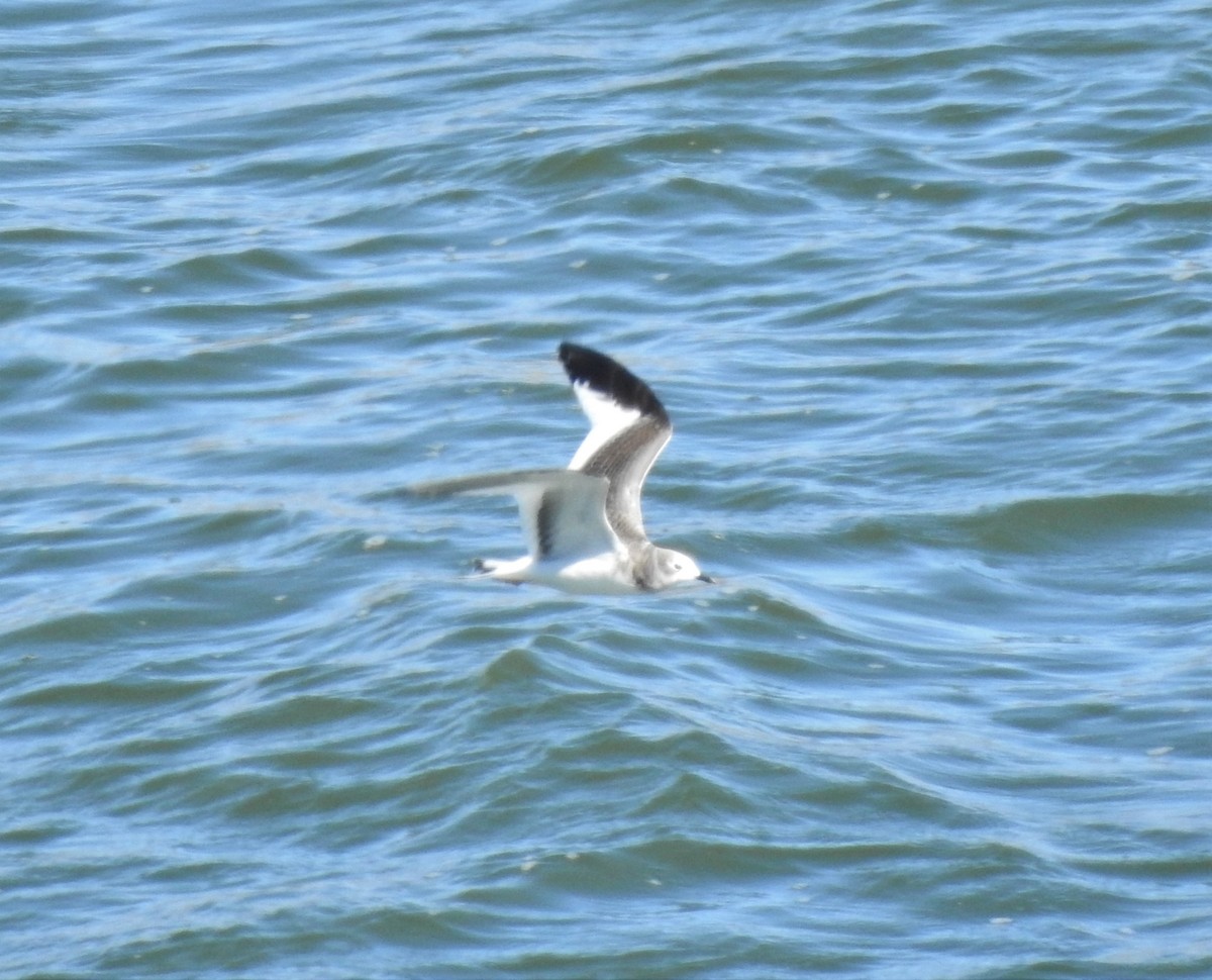 Sabine's Gull - ML380271411