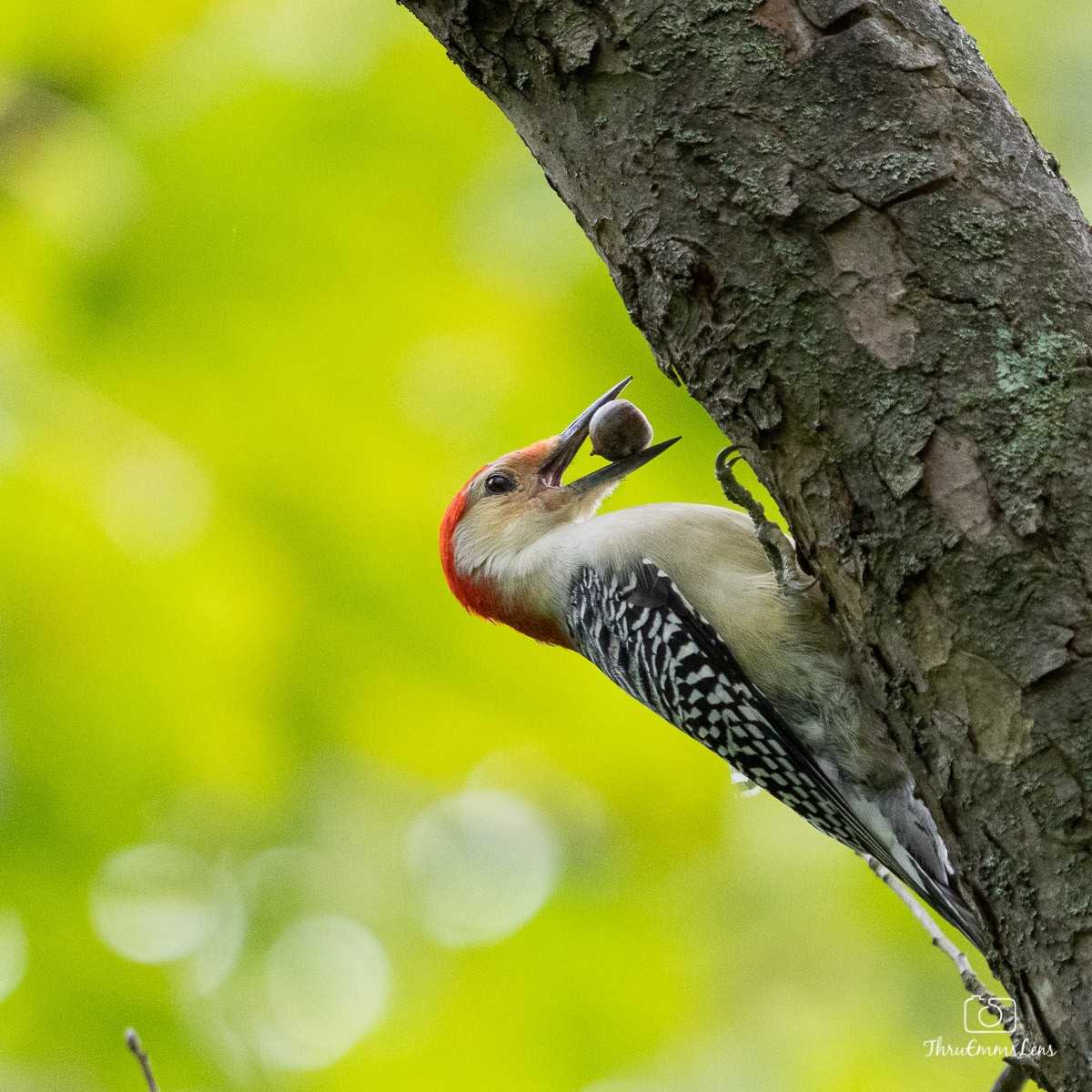 Red-bellied Woodpecker - Menashe Lichtenstein