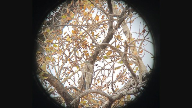 Yellow-crowned Night Heron - ML380274541