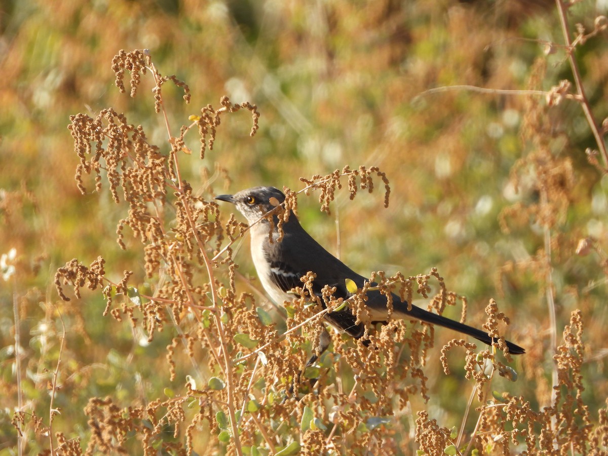 Northern Mockingbird - ML380275571