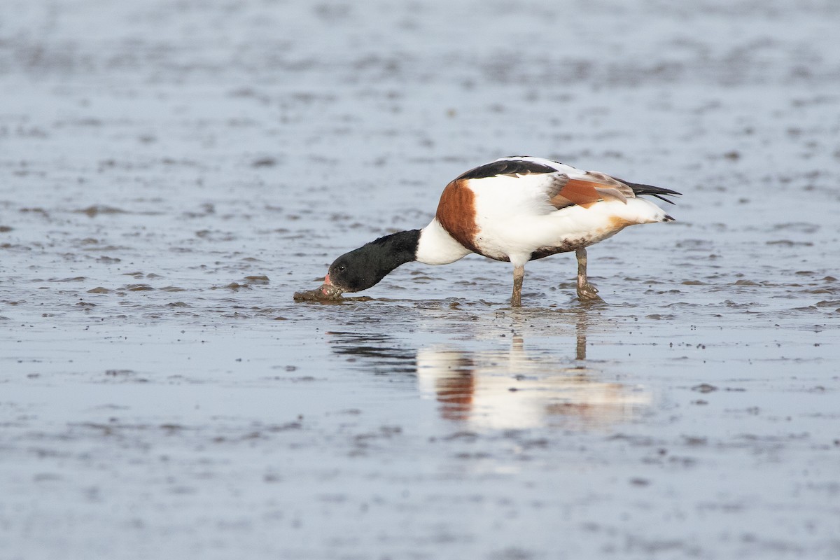 Common Shelduck - ML380275861