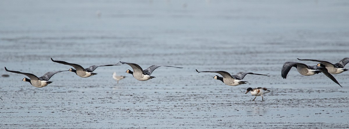 Barnacle Goose - ML380276011