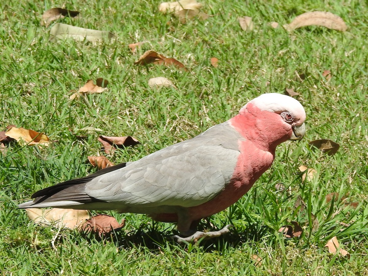 kakadu růžový - ML380276131