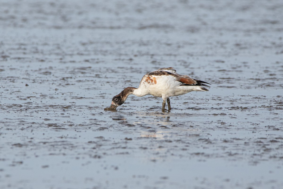Common Shelduck - ML380276201