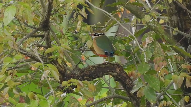 Indian Pitta - ML380276341