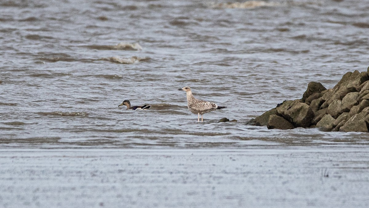 Caspian Gull - ML380276631