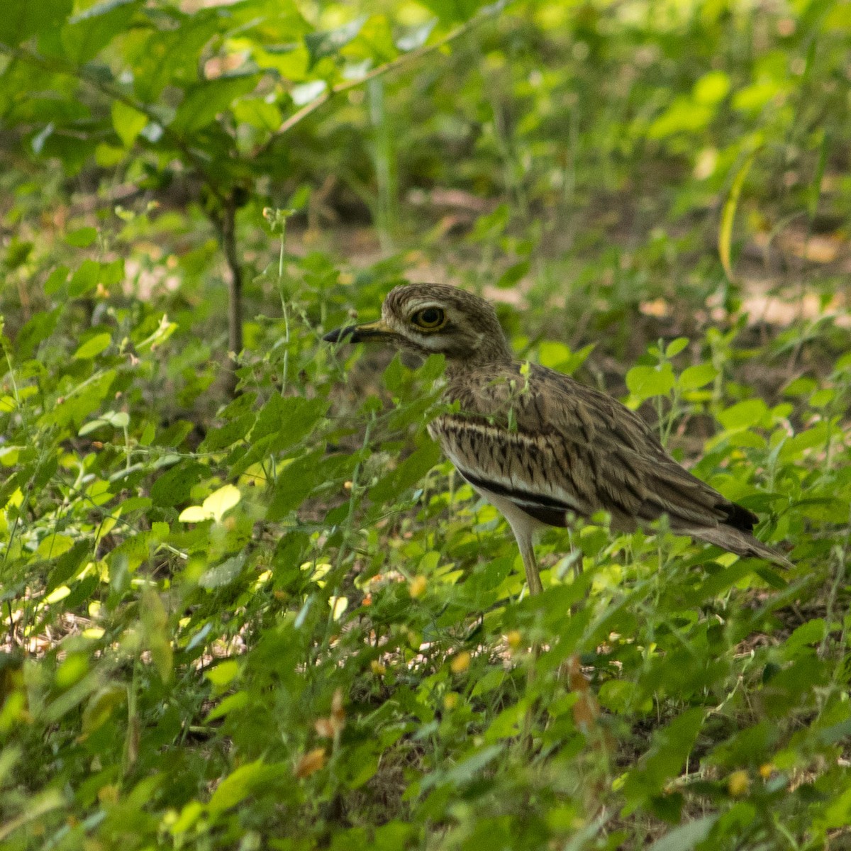 Indian Thick-knee - ML380276641