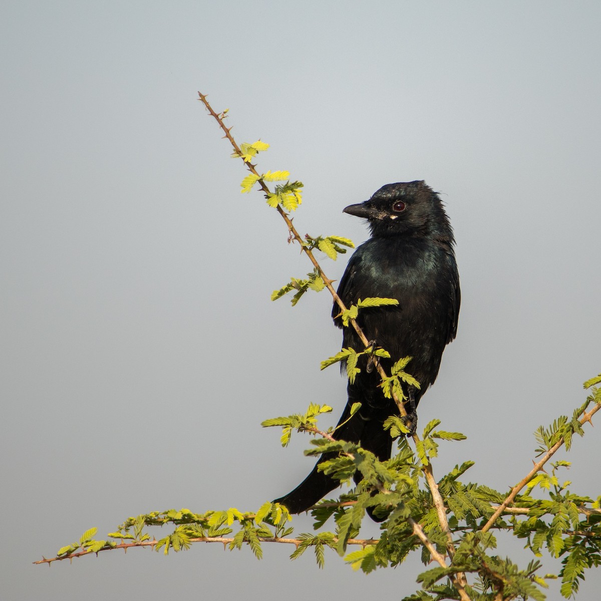 Black Drongo - ML380276771