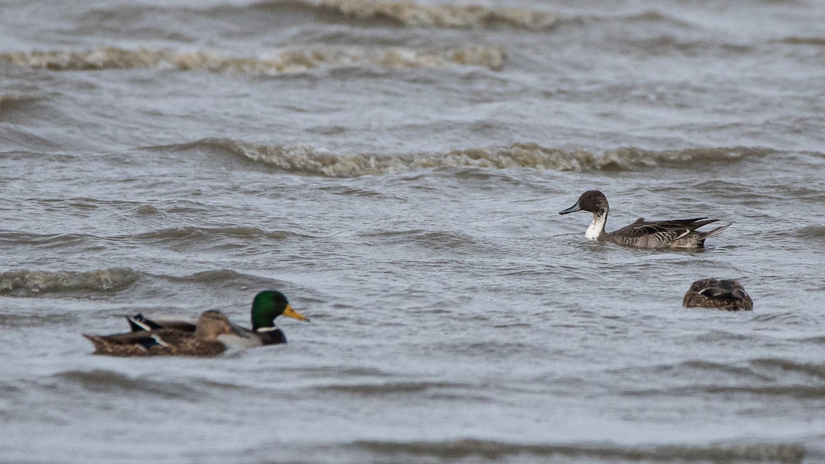 Northern Pintail - ML380276861