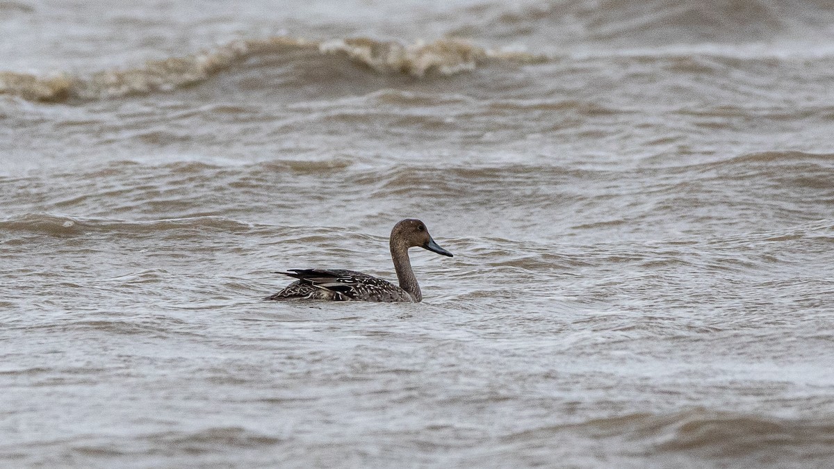 Northern Pintail - ML380277021