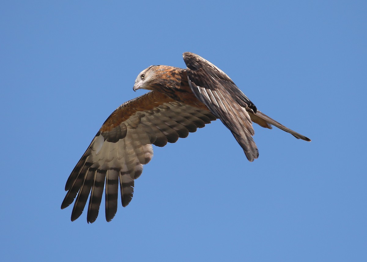 Square-tailed Kite - ML380277911