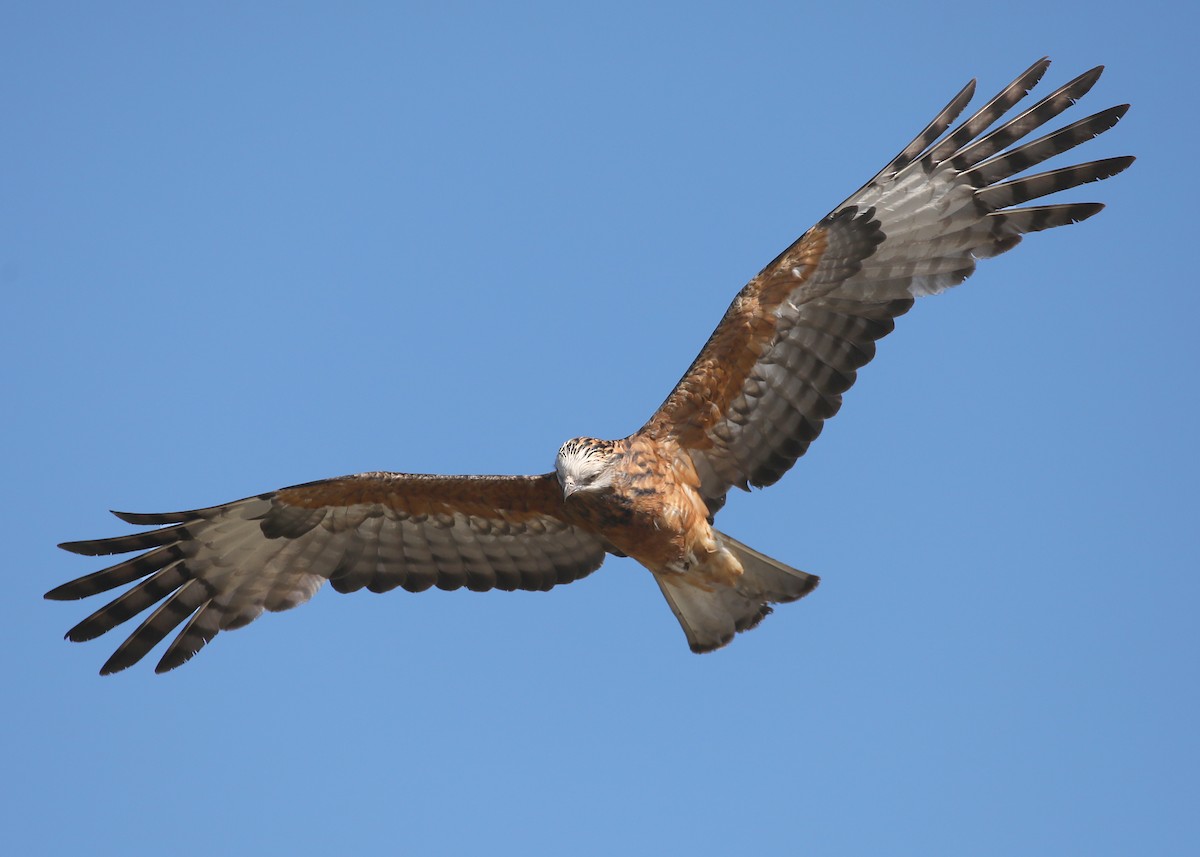 Square-tailed Kite - ML380277921