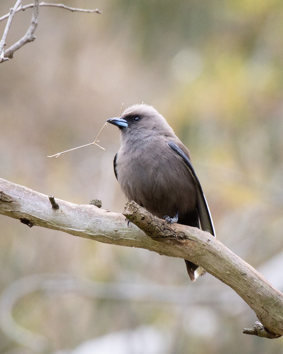 Dusky Woodswallow - Ashley Anderson