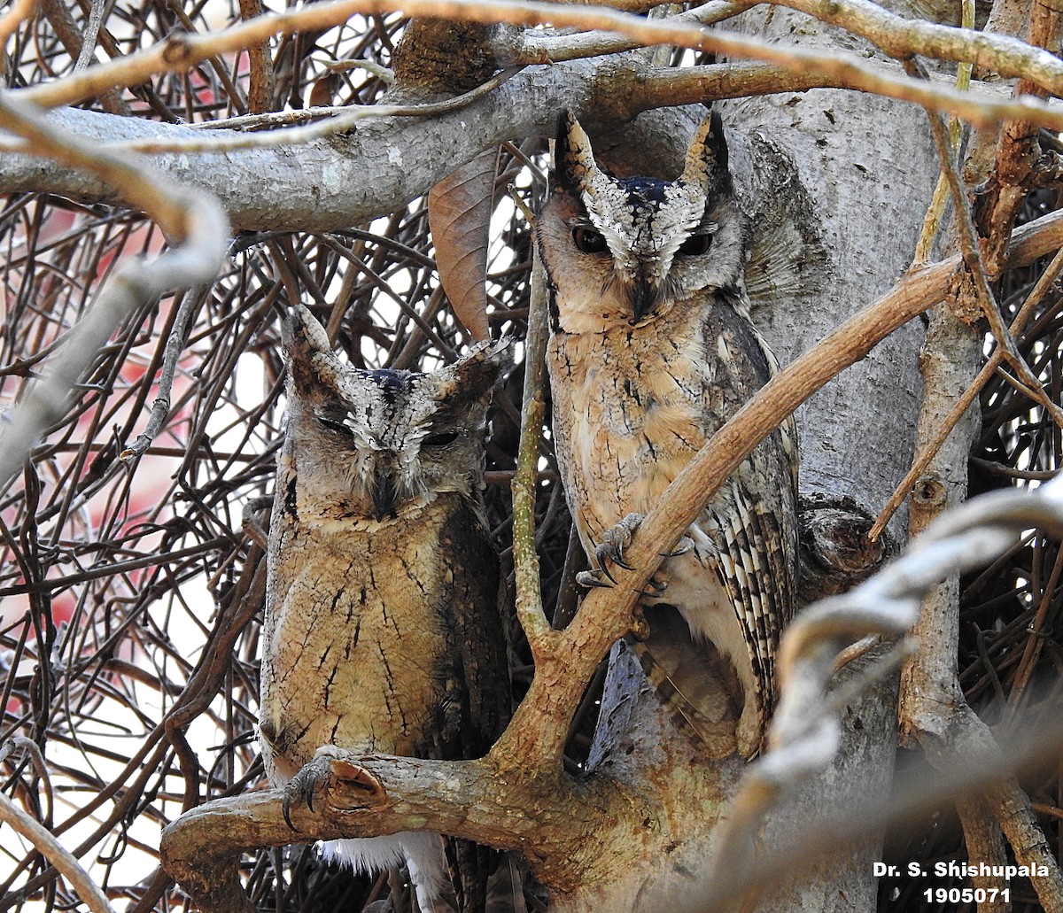Indian Scops-Owl - ML380279141