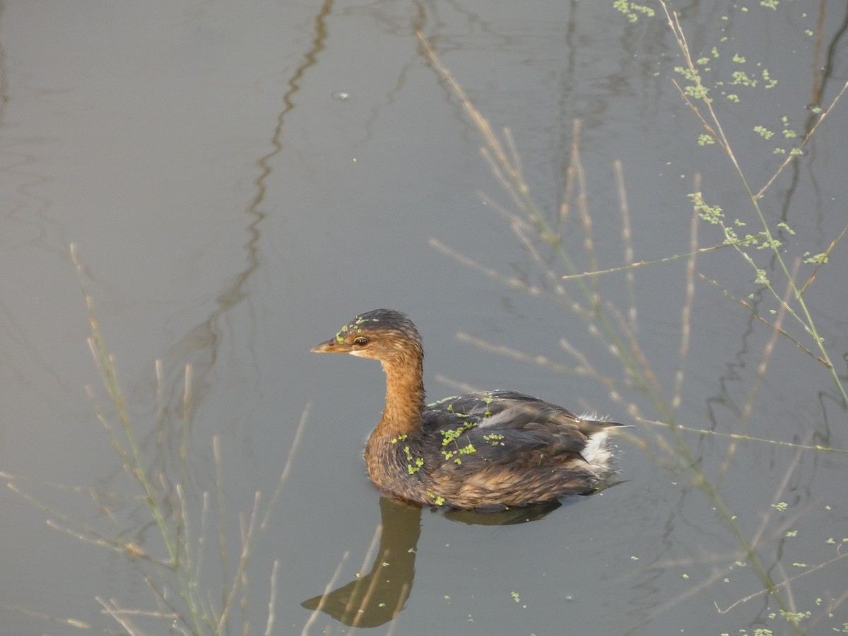 Pied-billed Grebe - Paul Weier & Jennifer Schulz