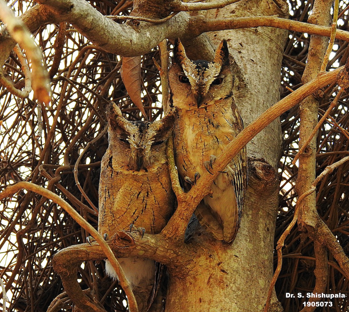 Indian Scops-Owl - ML380279361