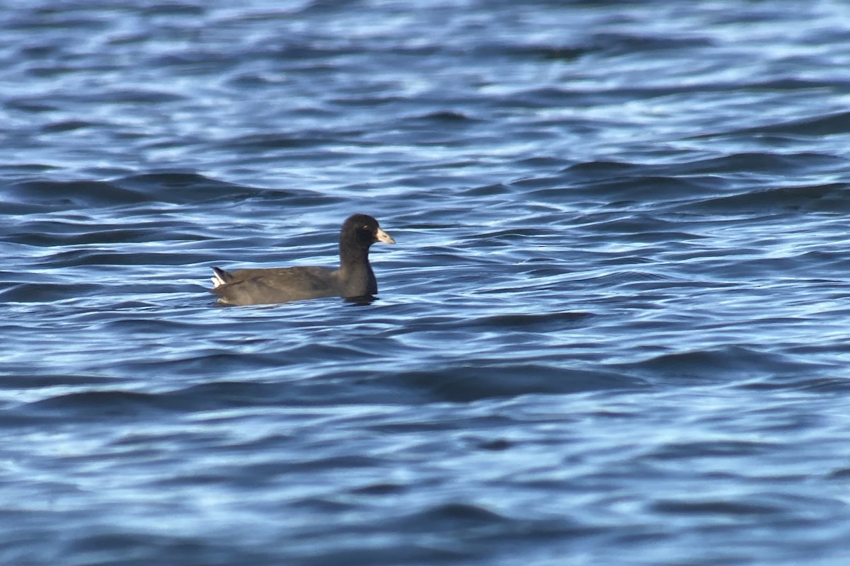 American Coot - Sulli Gibson