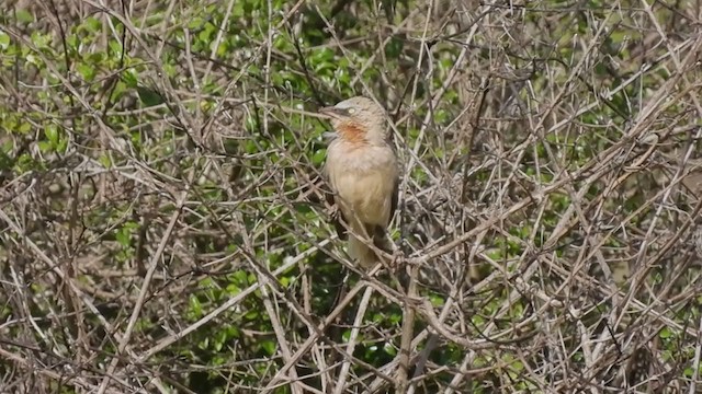 Large Gray Babbler - ML380281911