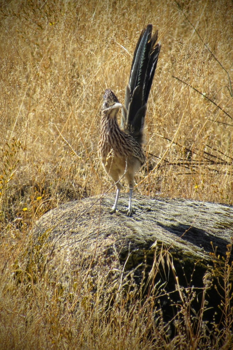 Greater Roadrunner - ML380282601