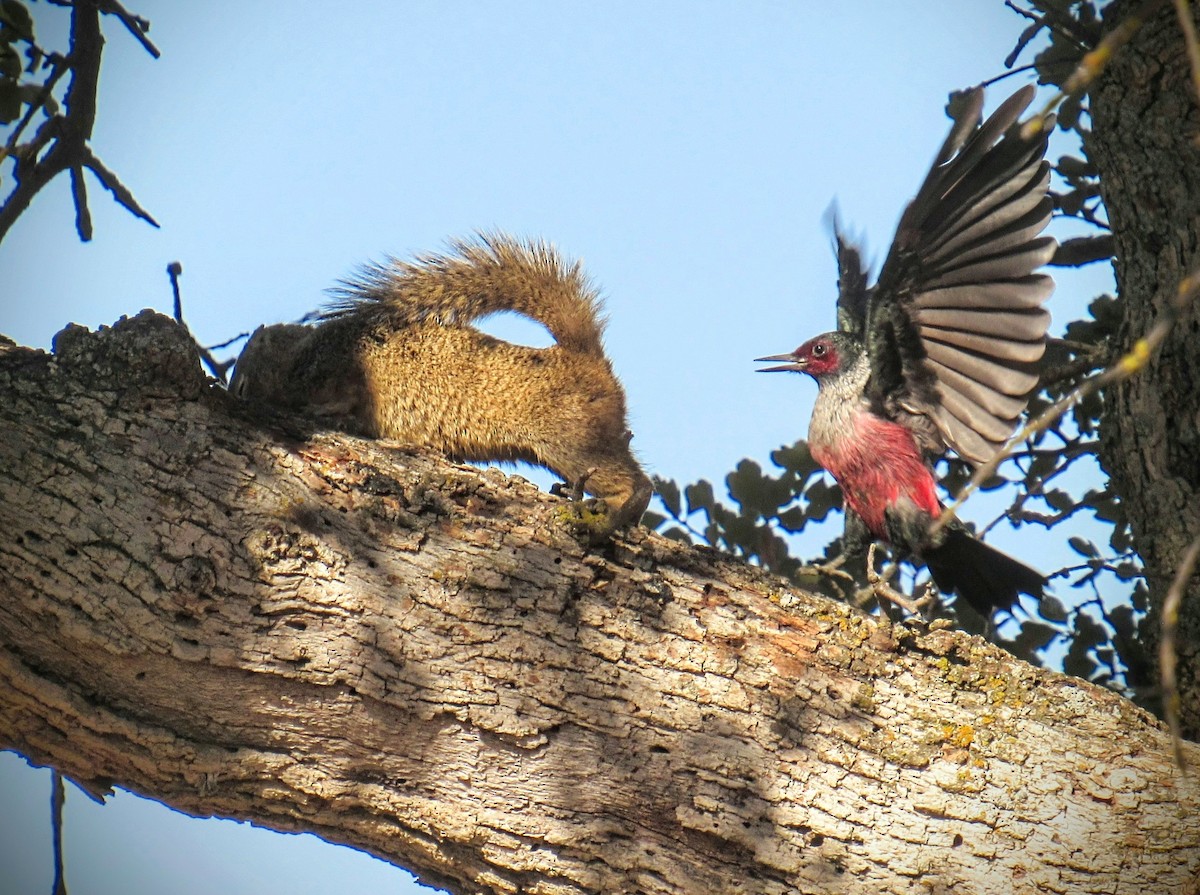 Lewis's Woodpecker - ML380282621