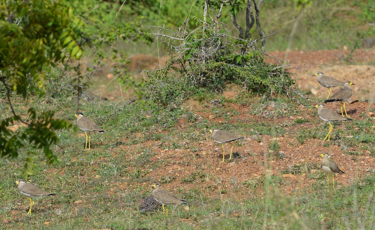 Yellow-wattled Lapwing - Praveen Manivannan