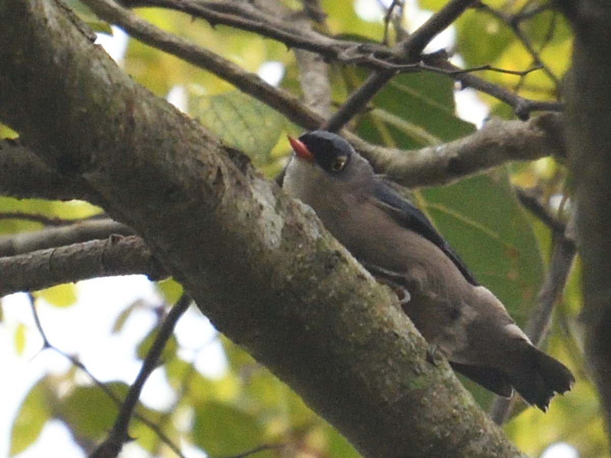 Velvet-fronted Nuthatch - ML380283271