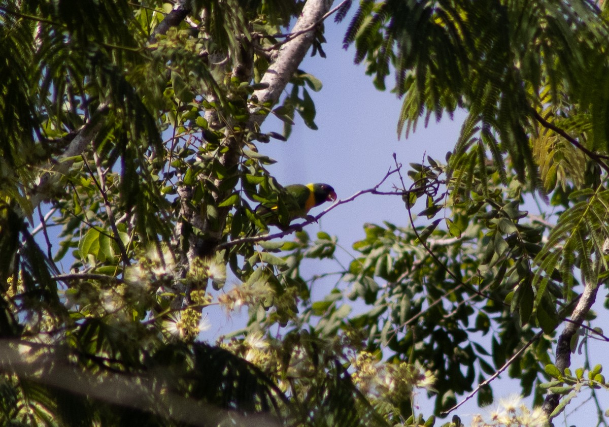 Marigold Lorikeet - Mitch Rose