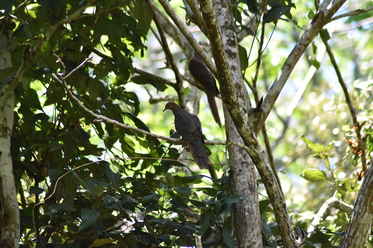 Brown Cuckoo-Dove - ML380285091